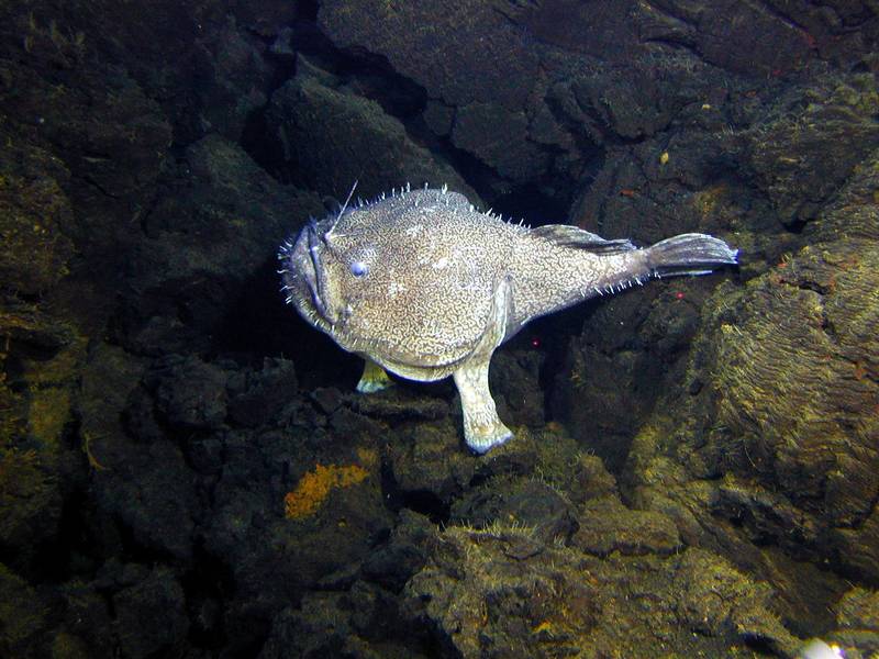 Рыба Черт Фото